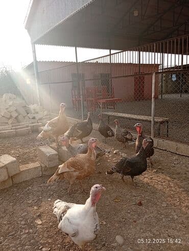 Erkək, Ətlik lalafo.az -da Erkək, Ətlik