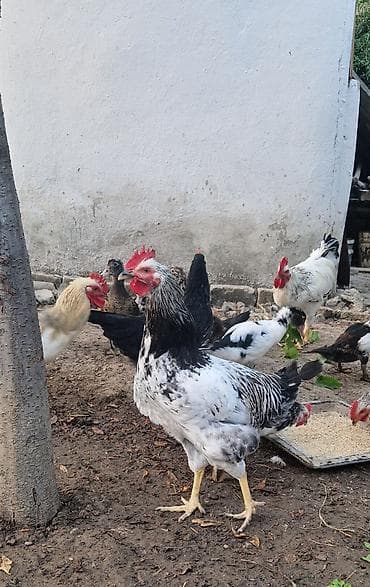 çin bildirçini: Təmiz cins xoruzlar (bir neçə rəngdə) 2 klo-dan yuxarı orta və iri — 9