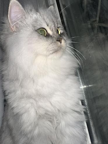 Yaxşı əllərə