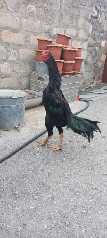 ağdam xoruzu gence: Təcili satilir.Heyrati xoruz, zil qara. 1yaş 3ayliq — 5