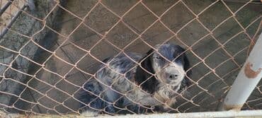 göyərçin yuvaları: Tecili Satılır: Spaniel cinsi it və yuvası (tam dəst) ✅ Ev şəraiti — 4