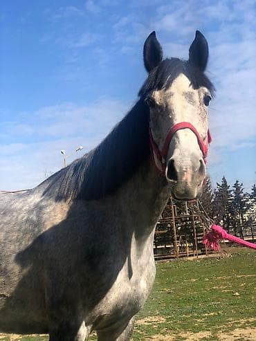 Коровы, быки: Самка, Ereb, лет: 8 — 1