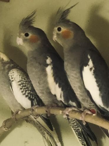 keci balasi satilir: Ağ valnist dişi+korella erkəy 25 azn sağlam heyvanlardır — 3