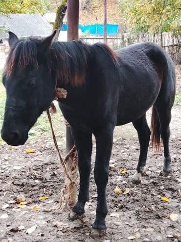 i̇t balası: Salam xam day 2 yaşı var yorğa atın balasıdır. Xüsusiyyətlər: - — 4