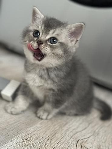 Digər heyvanlar: Britan, Dişi, Yaxşı əllərə, Ünvandan götürmə, Ödənişli çatdırılma — 2