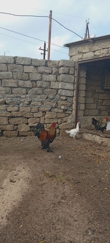 Buzovna kendinde toyuq hindusqa satilir munasib qiymete lalafo.az -da Buzovna kendinde toyuq hindusqa satilir munasib qiymete