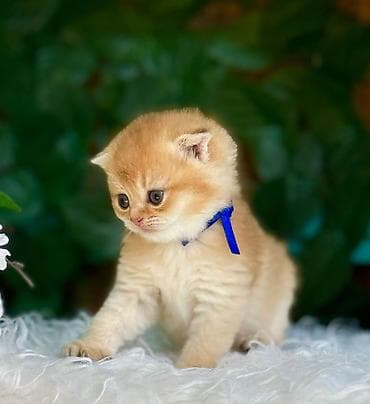 pisiy: Şotland — 2