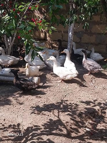 danisan qus: Salab lökbatan qızıldaş puta qəsəbəsi sürü halında satlır sağlam — 4