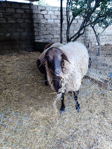 электрическая машинка для стрижки овец: Qoyun sürüsü – ət və yun istiqamətli - Növ: yerli qarışıq cinslər — 3