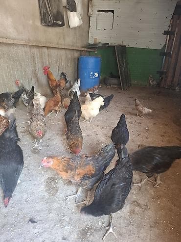 heyvan qəfəsi: 10 toyug 10 manatdan 1 xoruz 25 m 14 colpa 7 m 1 toyug 6 balsiyla 25 — 4