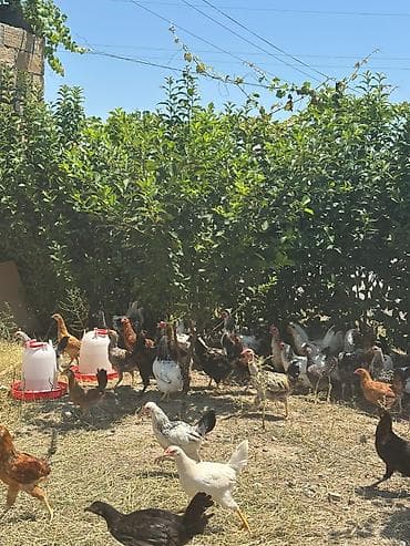 Heyvanlar: Salam çolpalar satılır 10eded çox alana endirim olacaq - Açıq havada — 1