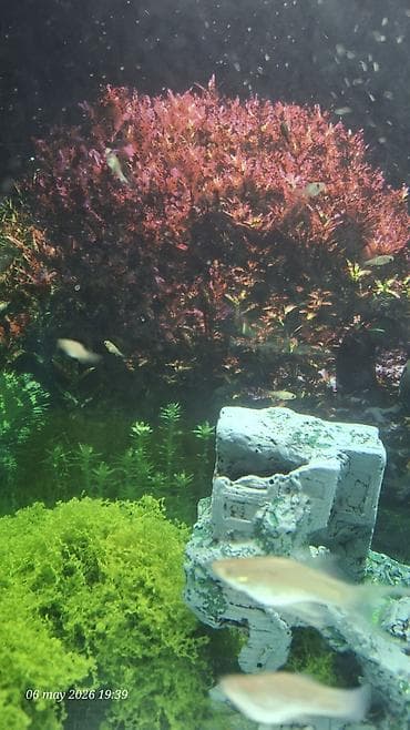 akvarium balik: Akvaryum satılır dekor işıq qızdırıcı Filtir içinde 40 qədər bala Moli — 3
