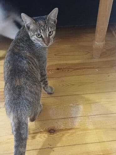 pişik paltarları: Erkək, Dişi, Yaxşı əllərə, Ünvandan götürmə — 2