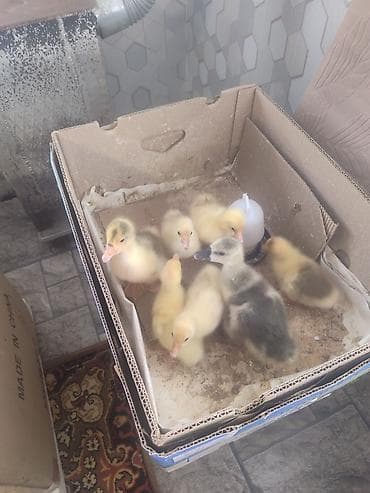 cucə və xoruz təmsil: Gaz balaları 15 günlük — 2