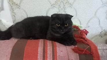 samoyed balasi satilir: Britan, Erkək, Dişi, Yaxşı əllərə, Ünvandan götürmə, Pulsuz çatdırılma, Ödənişli çatdırılma — 6