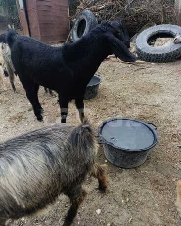 kreditle heyvan satisi: Erkək, Hələb, il: 1, 47 kq, Damazlıq, Ödənişli çatdırılma — 1