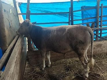 qax heyvan bazar: Salam alekum Allah satanada alanda xeyir versin 2 erkək dana 1 dişi — 1