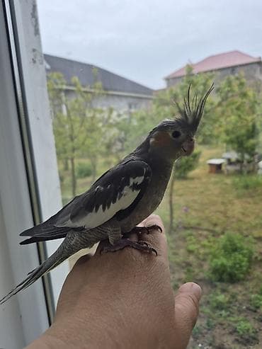 qaz ile goyercin: 3aylıq dişi ələ gəlir dişləmir uyumlu quşdu öz quşumun balasıdır ev — 4