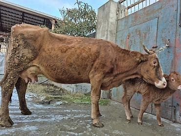 inəy: 18 litir süd verir 3 qarına doğub 25 gündü doğub balası erkəydi — 8