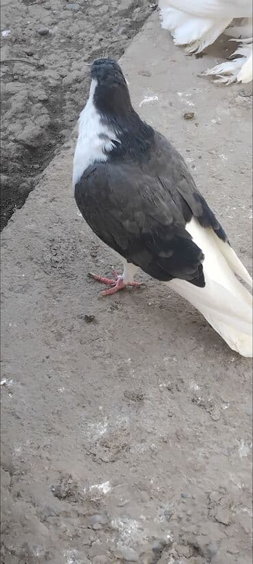 qasqaldag qusu: 3 eded delfin 1 cütdür bala verir saglam heyvanlardir 3 ededi 45 manat — 8