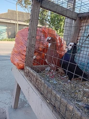 sarı quş: Görduyun qusdar satlir ag baslar cutu 50m - Növ: dekorativ/şou tipli — 3