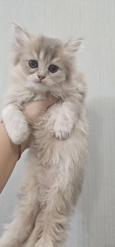 pisiy balasi: Britan, Erkək, Dişi, Yaxşı əllərə, Ünvandan götürmə, Ödənişli çatdırılma — 3