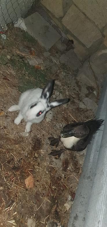 buğa heyvan: Dovsan 5 azn ordek 5 azn. Sulutepe kola yani ikisini alana 8 azn — 1