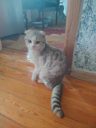 fold: Şotland yastı qulaq — 1