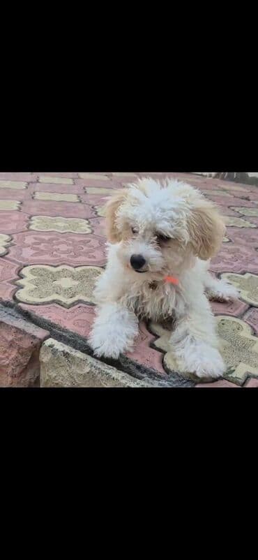 İtlər: Malta bolonka — 2