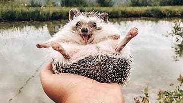 gemiriciler: Salam Kirpilermiz Artiq satisda. buyurub eleqe saxlia bilersiz — 3