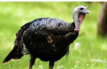 Alfa Romeo: Məhsul: Hind toyuğu (qazı/hindi) Təsvir: - Böyük cüssəli, sağlam — 1