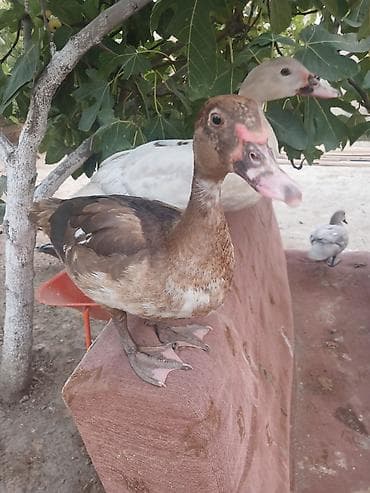 papuqay type 1: Cins lal ordekler macar qara zumrud qirmizi okuz lavanda findig reng — 8