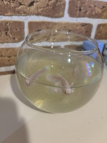 neon balığı: Betta white platinium dumbo balıqları 🐟 Sağlam və aktiv Betta — 2