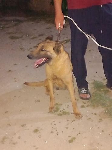 itler sekilleri: Belçika çoban iti, 2 il, Dişi — 6
