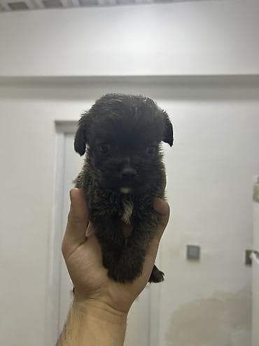 ilan dermani: Malta bolonka, 2 ay, Dişi, Peyvəndli, Pulsuz çatdırılma — 6