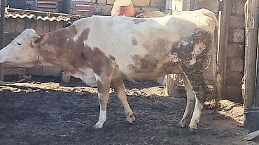 Mal-qara: Dişi, Simental, il: 3, 450 kq — 5