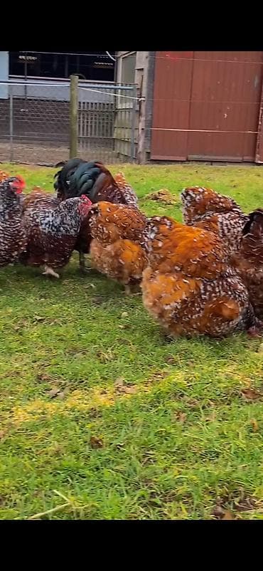 dovşan haqqında məlumat: Toyuq, Damazlıq — 8