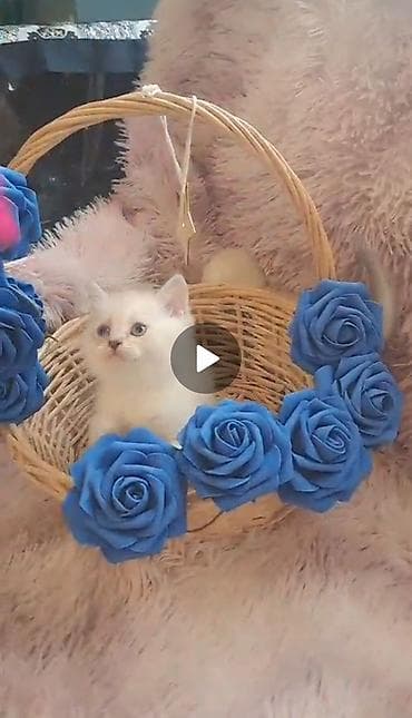 pişik cins: Şotland, Erkək, Dişi — 2