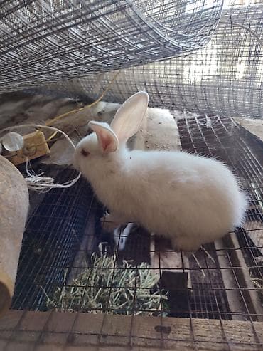 ag baliq: Ağ albinos dovşan balası - Tam qar ağ tüklər, qırmızı gözlər, dik — 4