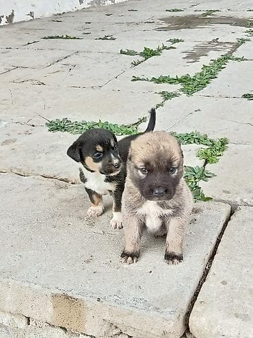 1 ay, Erkek, Peyvəndli