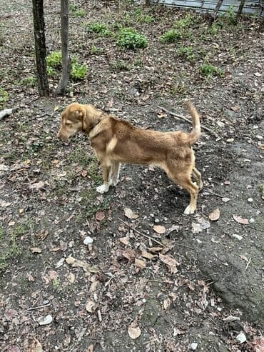 yasil bas ordek: 5 ay, Erkek — 2