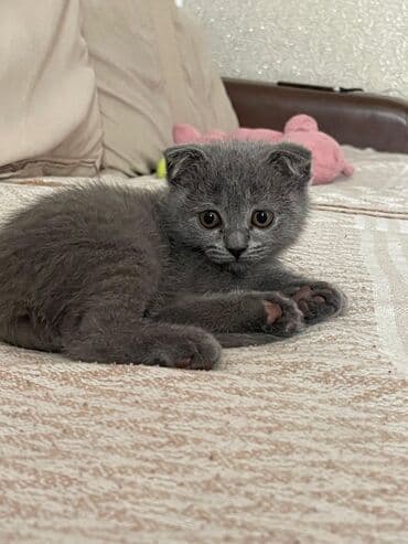 şotlan pişik: Şotland yastı qulaq, Erkək, Dişi, Yaxşı əllərə, Ünvandan götürmə, Pulsuz çatdırılma, Ödənişli çatdırılma — 59