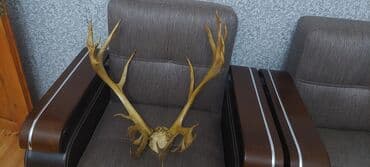 keçi buynuzu bəhməzi qiyməti: Təbii maral buynuzu satlır — 6
