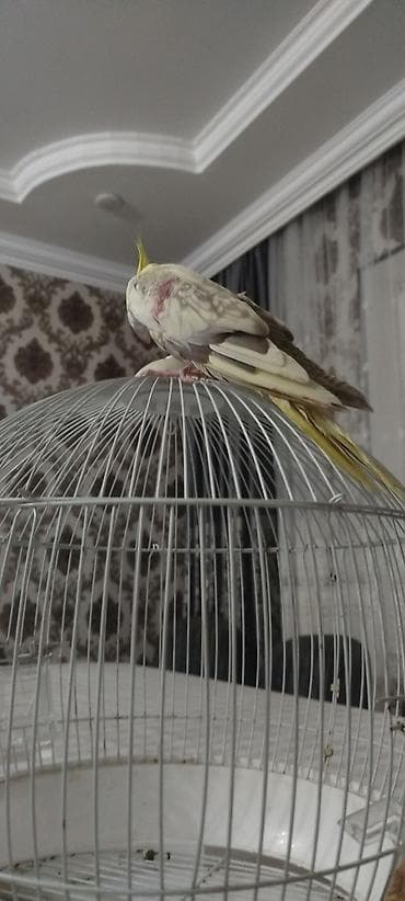 col quşu: Nimfa (Cockatiel) – əl öyrəşmiş, sakit və mehriban ev quşu - Növ — 1