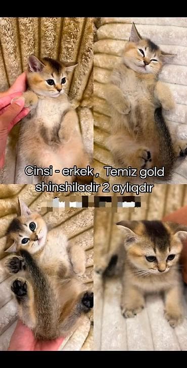 qaz bal: Şotland yastı qulaq, Dişi — 3