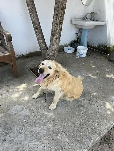 heyvan barınağı: Retriever — 2