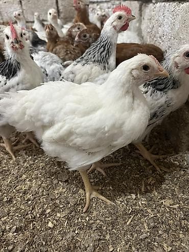 Toyuq cücələri, Ətlik