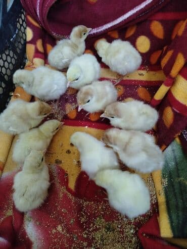 Lexus: Hinduşka cücələri, Damazlıq — 2