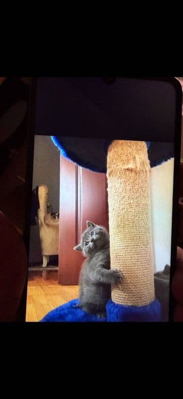 pişik satışı ucuz: Britan, Yaxşı əllərə — 2