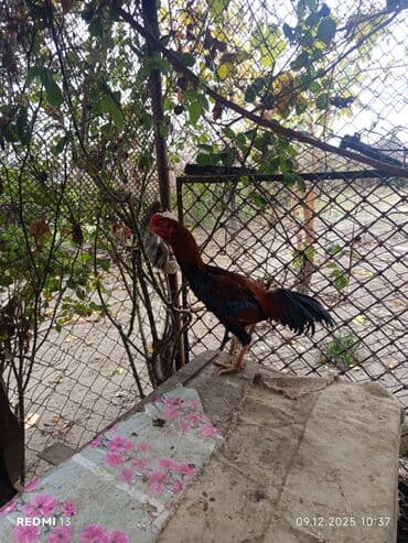 Məhsul: Qırmızı-qara rəngli xoruz (uzun quyruqlu), yanında bir dişi